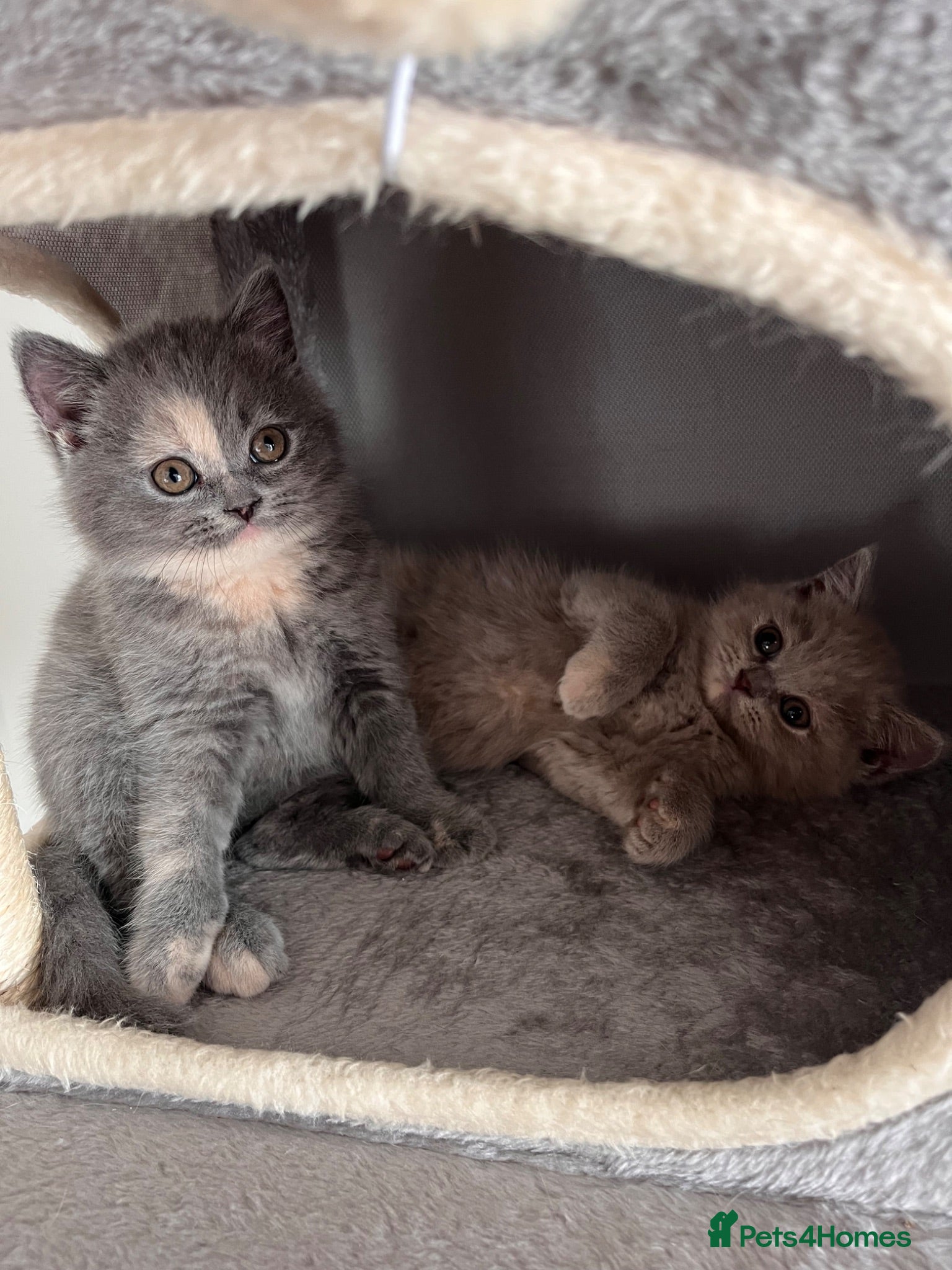 British Shorthair cats British Shorthair Kittens 😻 - Advert 2