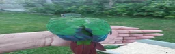 Conures birds for sale: Hand reared tame conure and kakarikis  - Advert 10