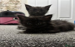 Maine Coon cats for sale: Loveliest, fluffy Maine coon X ragdoll kittens - Image 14