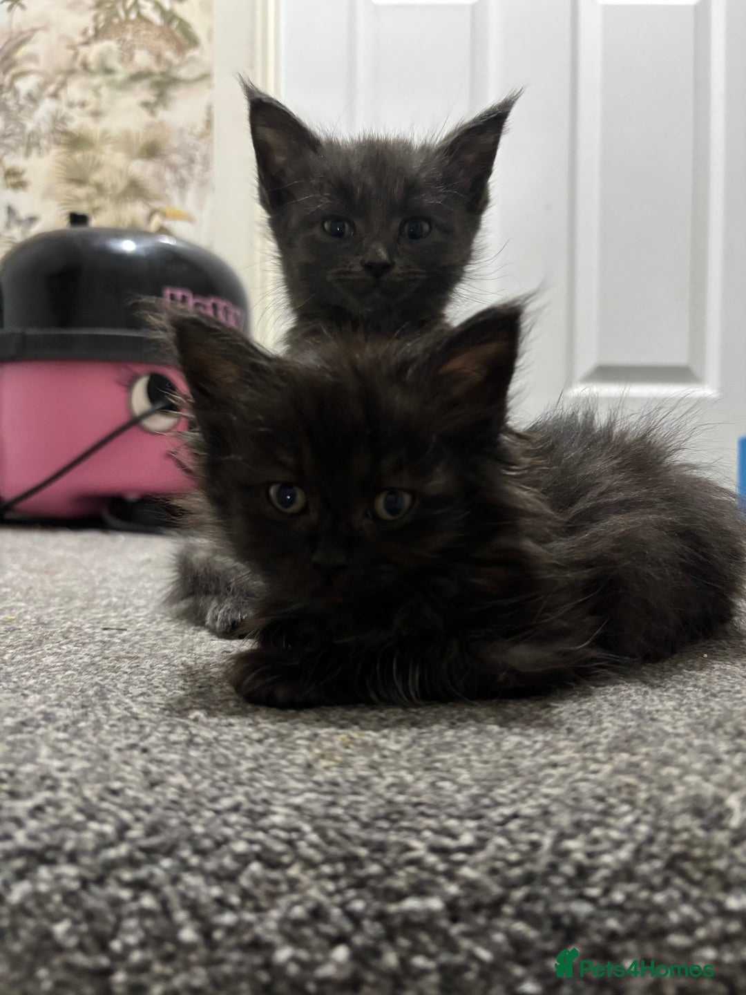 Maine Coon cats for sale: Loveliest, fluffy Maine coon X ragdoll kittens - Image 14
