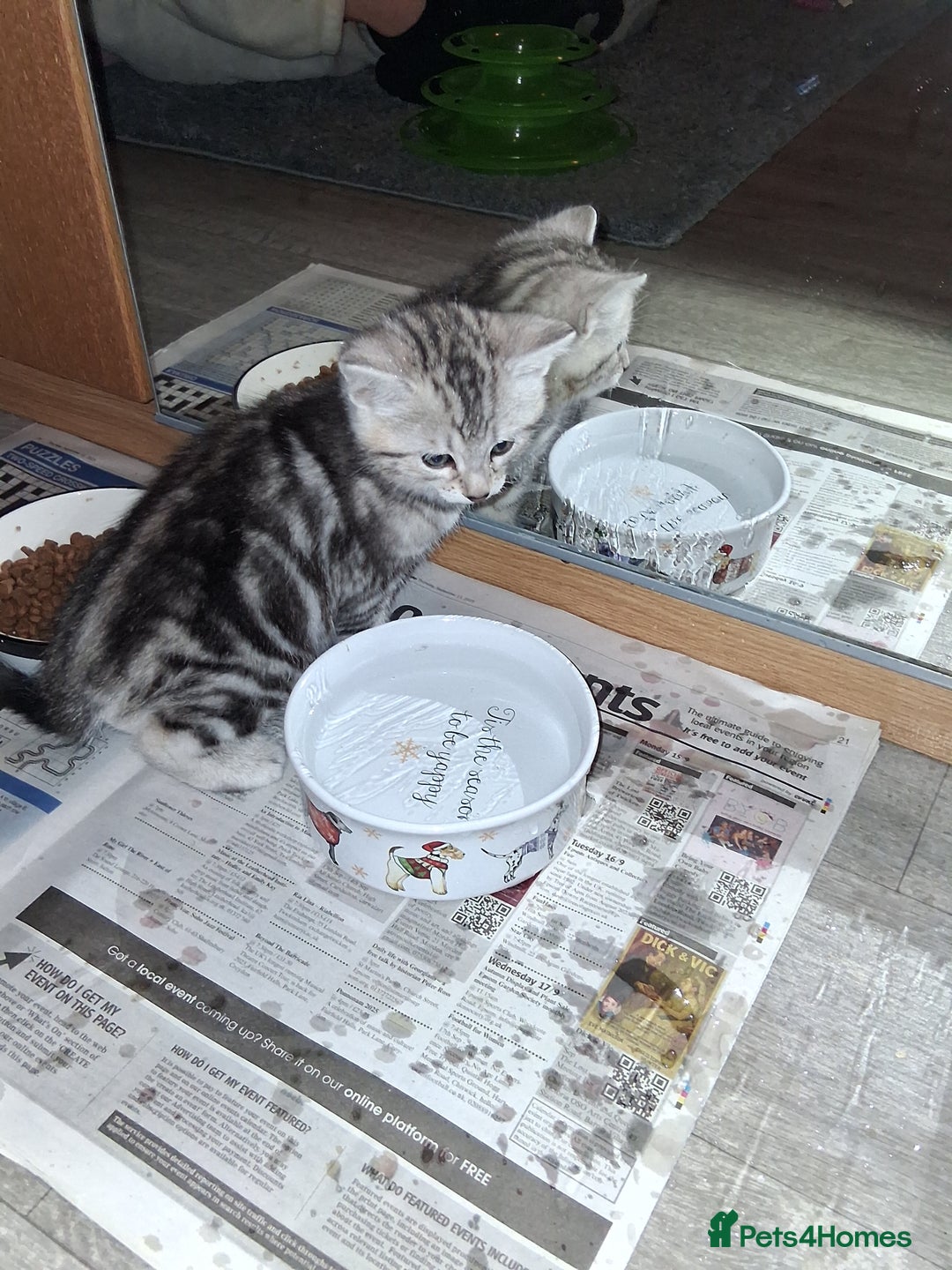 Bengal cats for sale: 1 Bengal boy  1 brown tabby boy - Advert 10