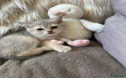 British Shorthair cats for sale: Beautiful Pure British shorthair kittens - Image 4