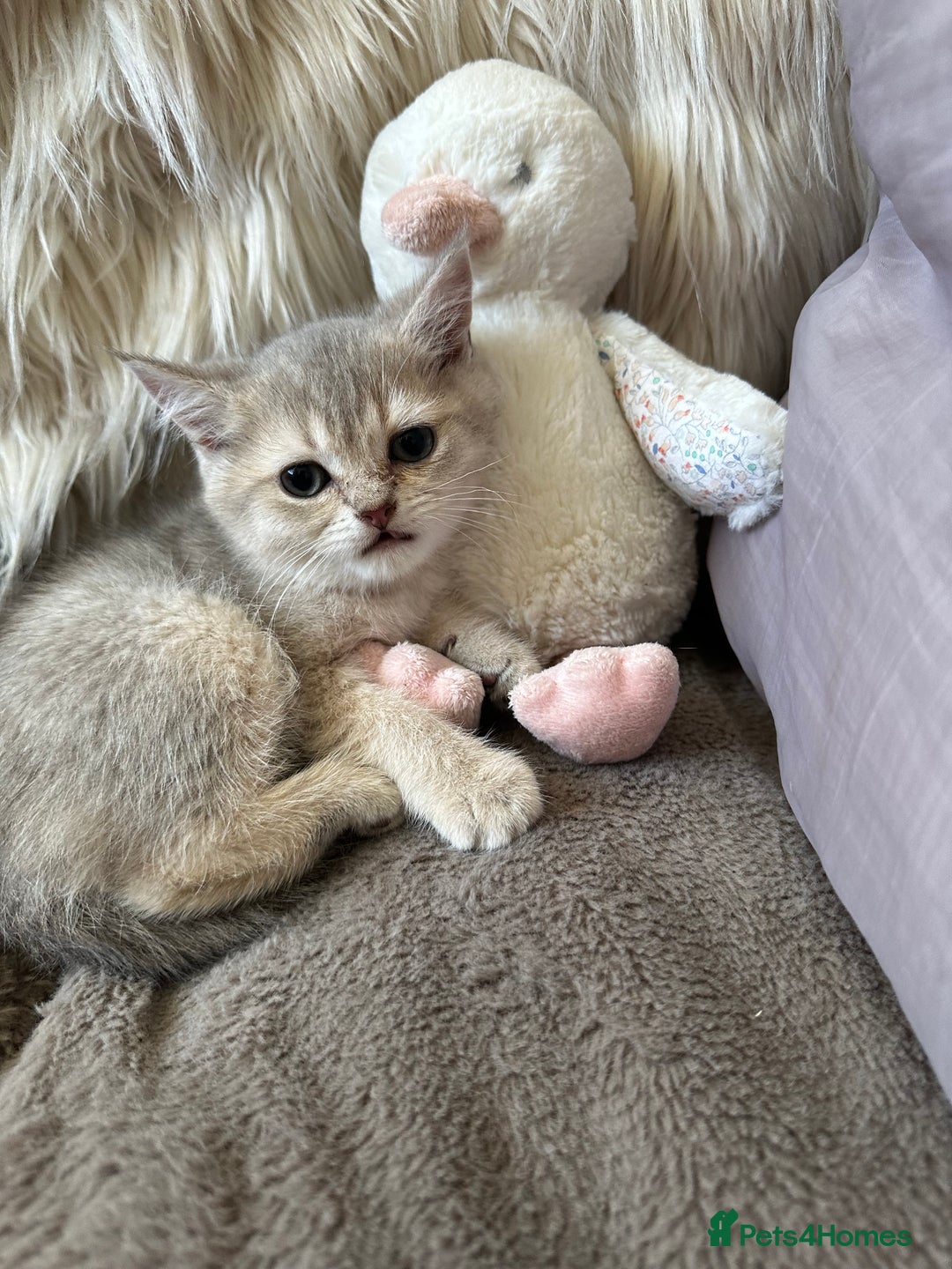 British Shorthair cats for sale: Beautiful Pure British shorthair kittens - Image 4