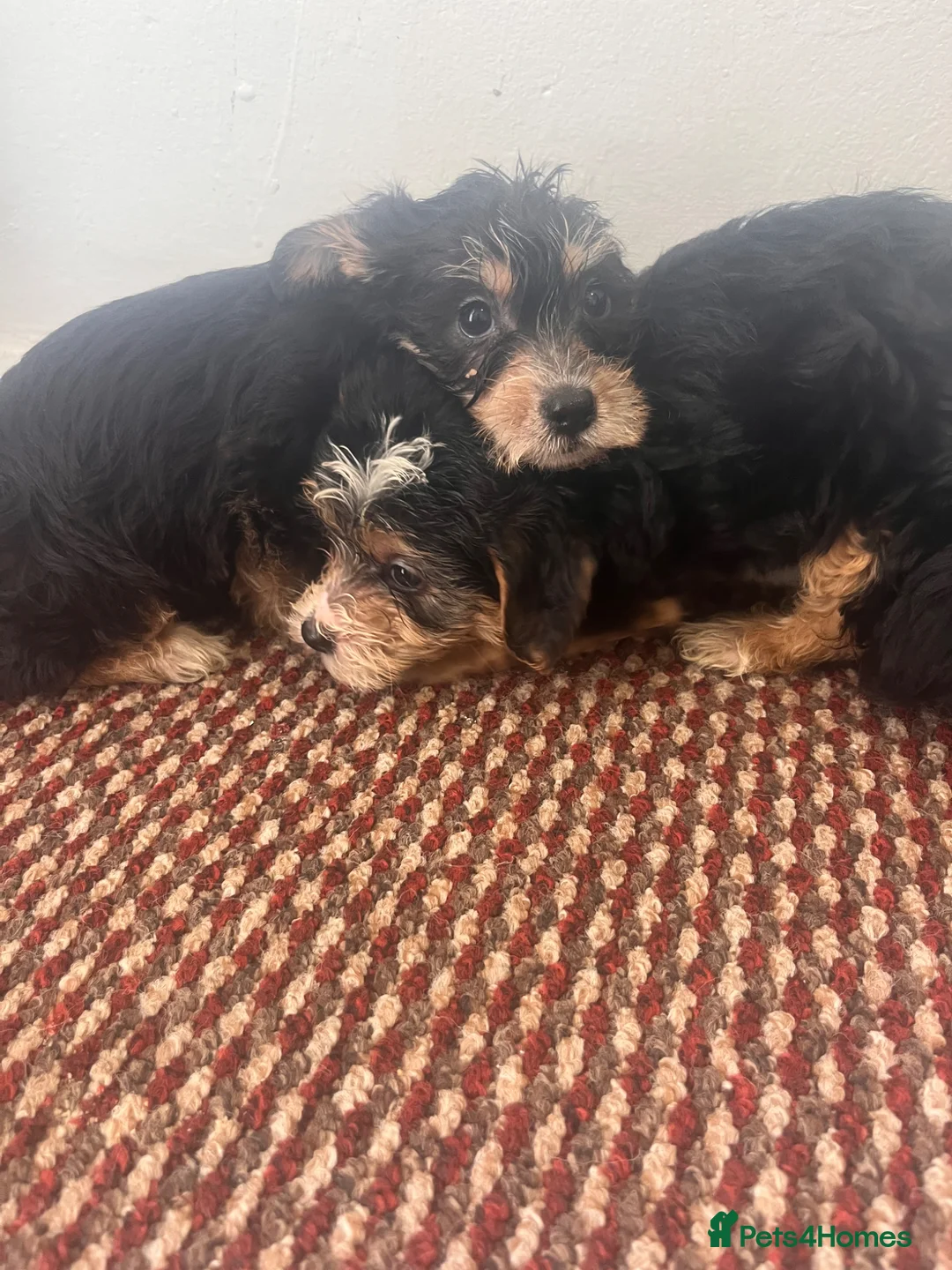Yorkshire Terrier dogs for sale: Yorkshire terrier  in London - Advert 9