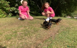 Dachshund dogs for sale: Miniature Sausage Dog Pups READY TO GO Dachshund  - Image 28