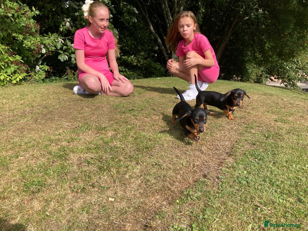 Dachshund dogs for sale: Miniature Sausage Dog Pups READY TO GO Dachshund  - Image 28