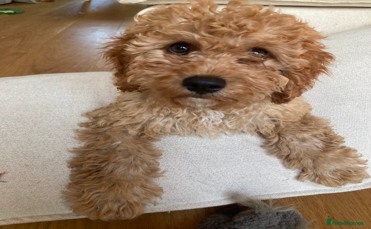 Cavapoo dogs - Advert 1