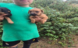Mixed Breed dogs for sale: 6 lakeland terrier cross bitchs - Image 7