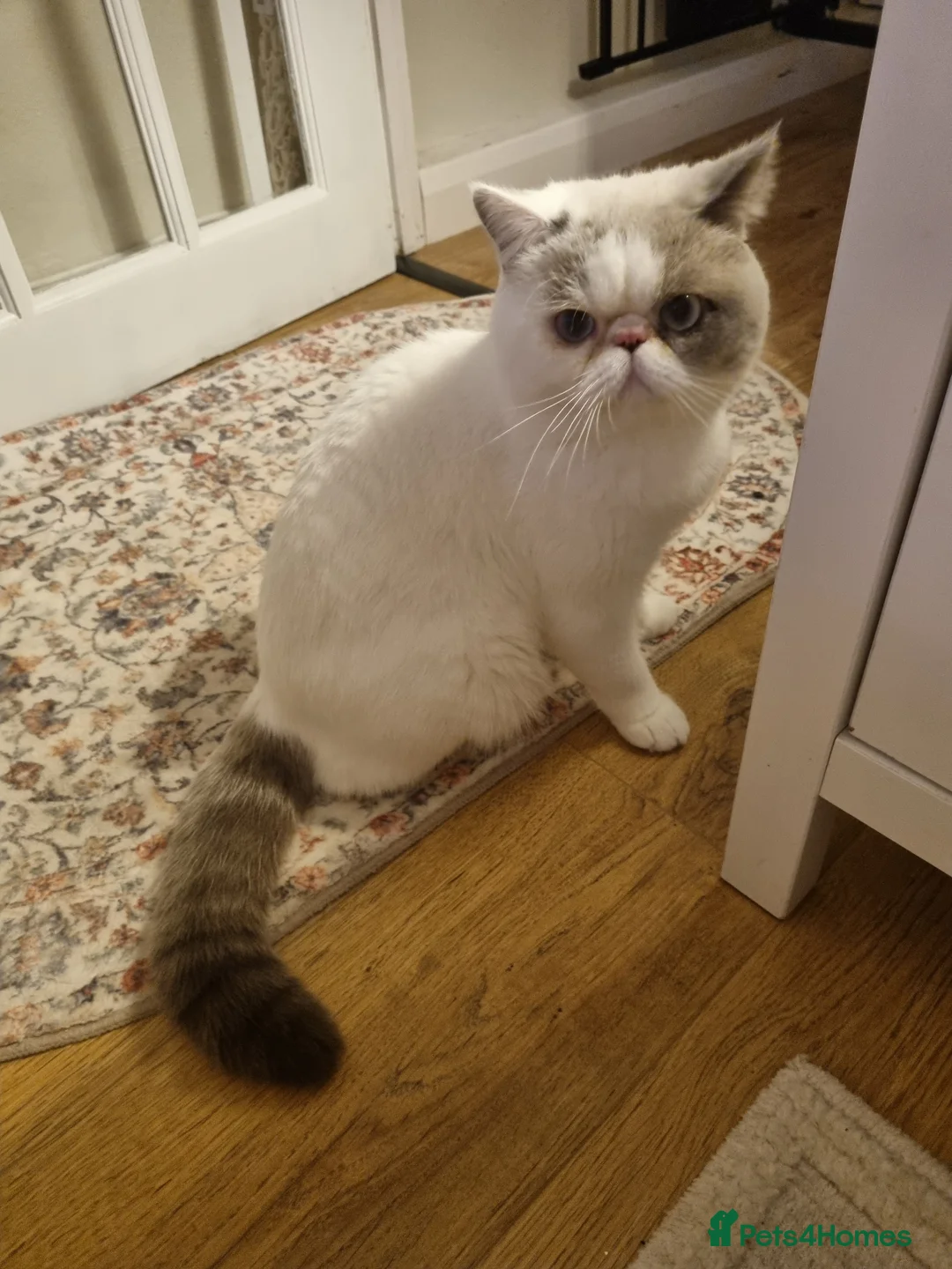 Exotic cats for stud: Blue Cream Point Exotic Shorthair Male for Stud - Advert 6