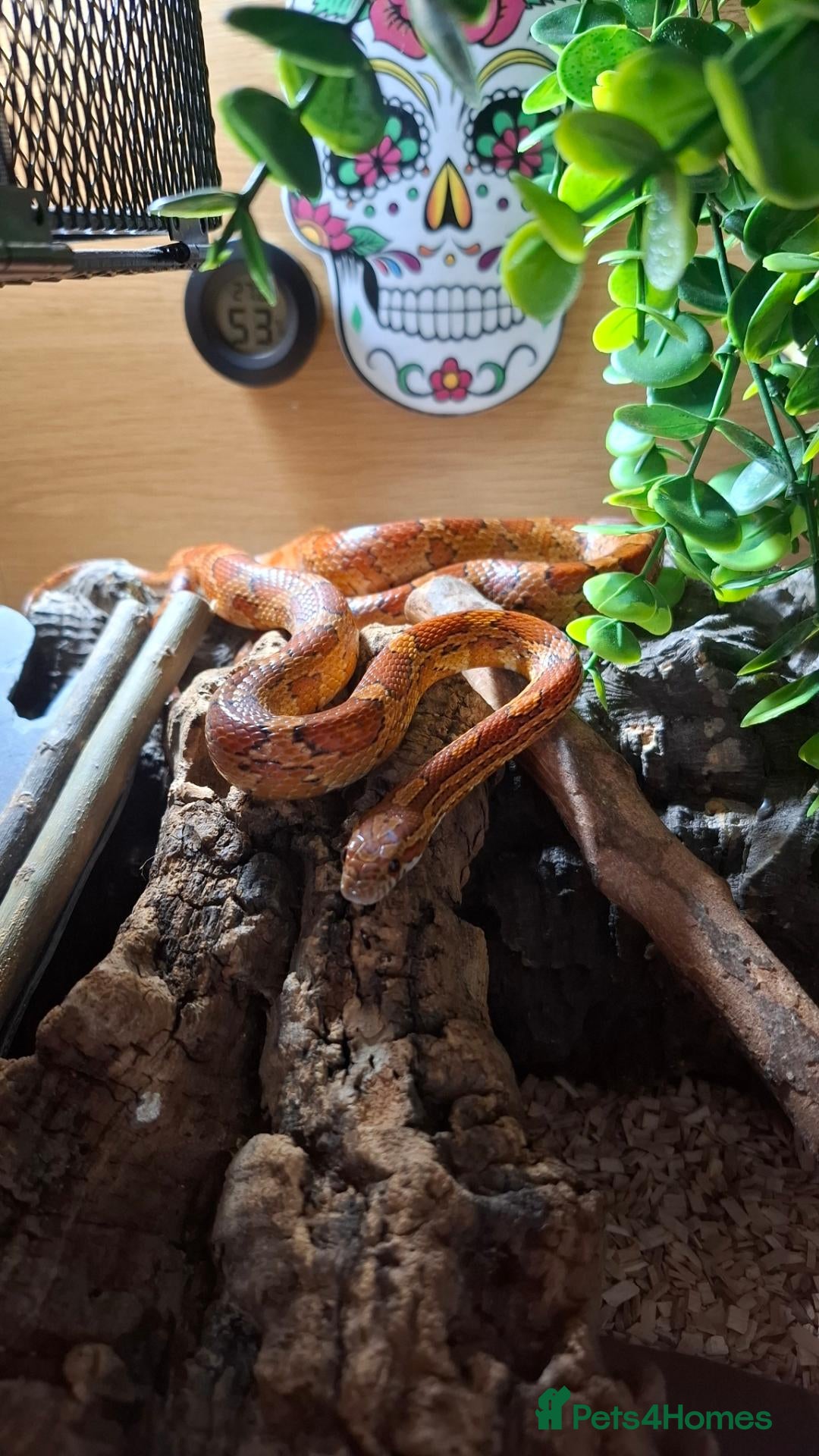 Snake reptiles Corn snake - Advert 2