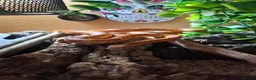 Snake reptiles for sale: Corn snake - Advert 1