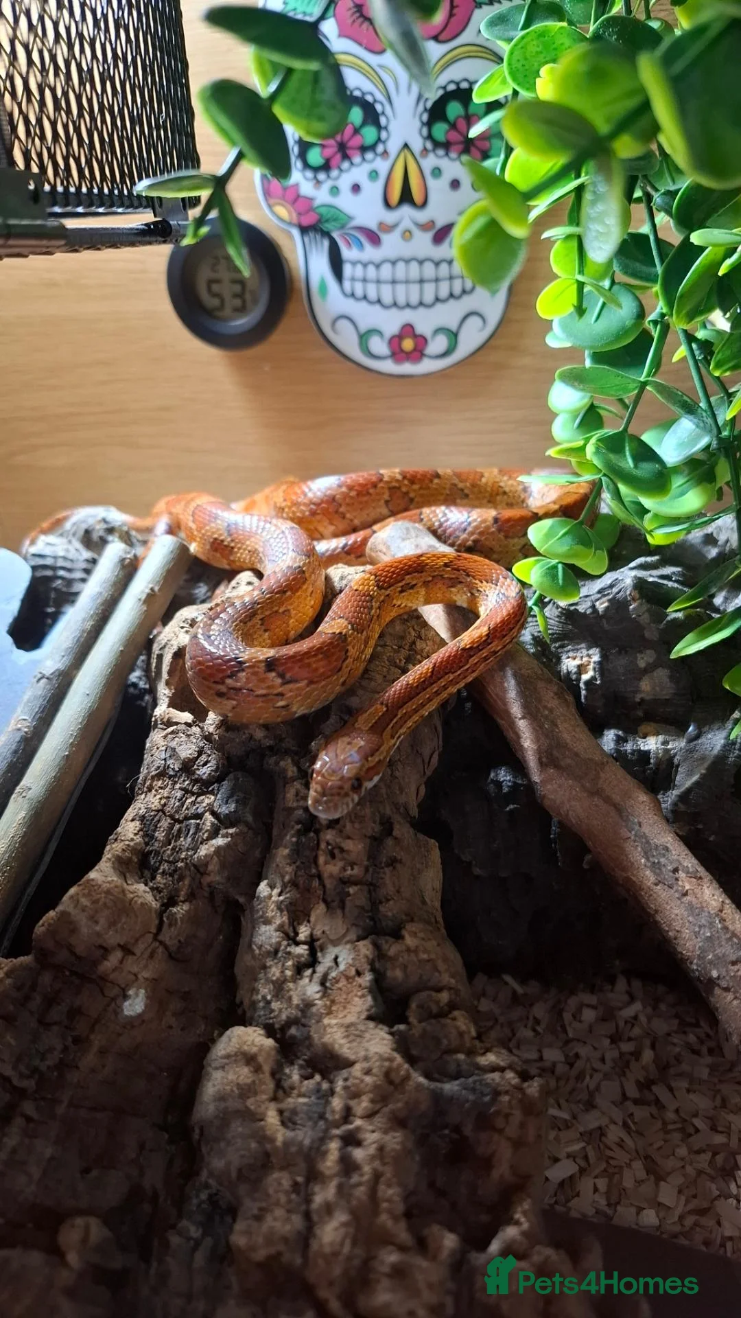 Snake reptiles for sale: Corn snake - Advert 1