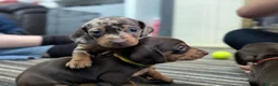 Dachshund dogs for sale: Gorgeous Smooth-Haired Dachshund Puppies - Advert 16