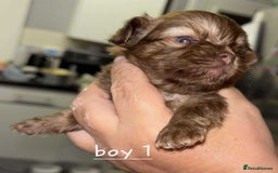 Shih Tzu dogs for sale: 5 stunning shihtzus - Advert 4