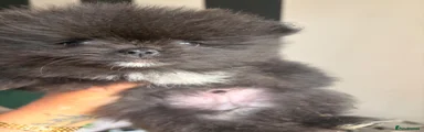 Pomeranian Puppy 1