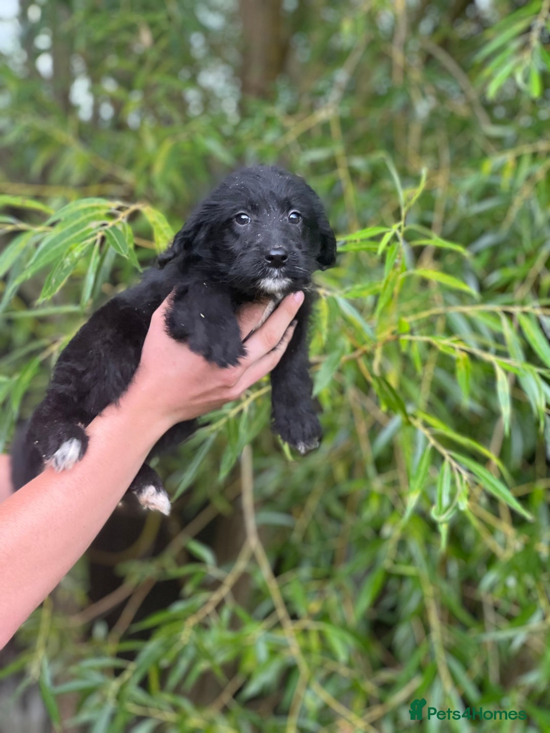 Bordoodle dogs for sale: Collie poodle ready now  - Image 5