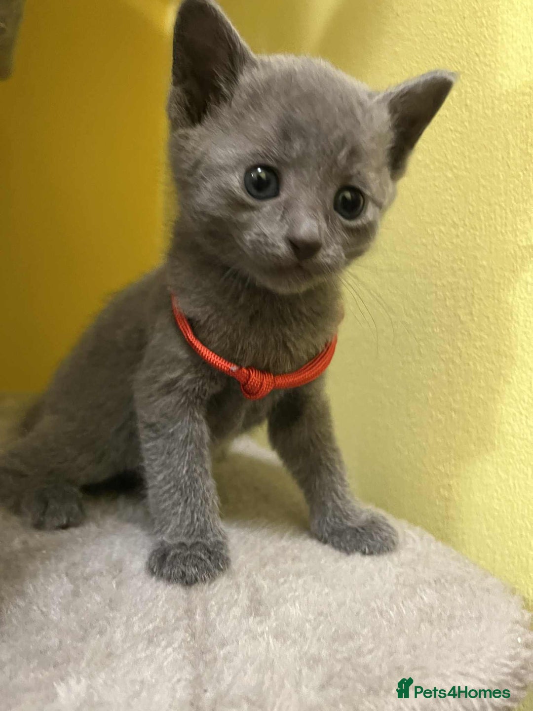 Russian Blue cats for sale: TICA REGISTERED Pure Breed Russian Blue Kittens - Advert 12