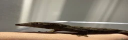 Gecko reptiles for sale: Chahoua Gecko - Advert 5