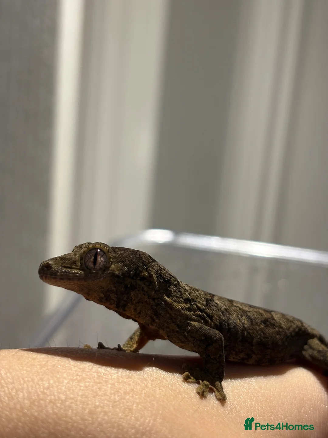 Gecko reptiles for sale: Chahoua Gecko - Advert 5