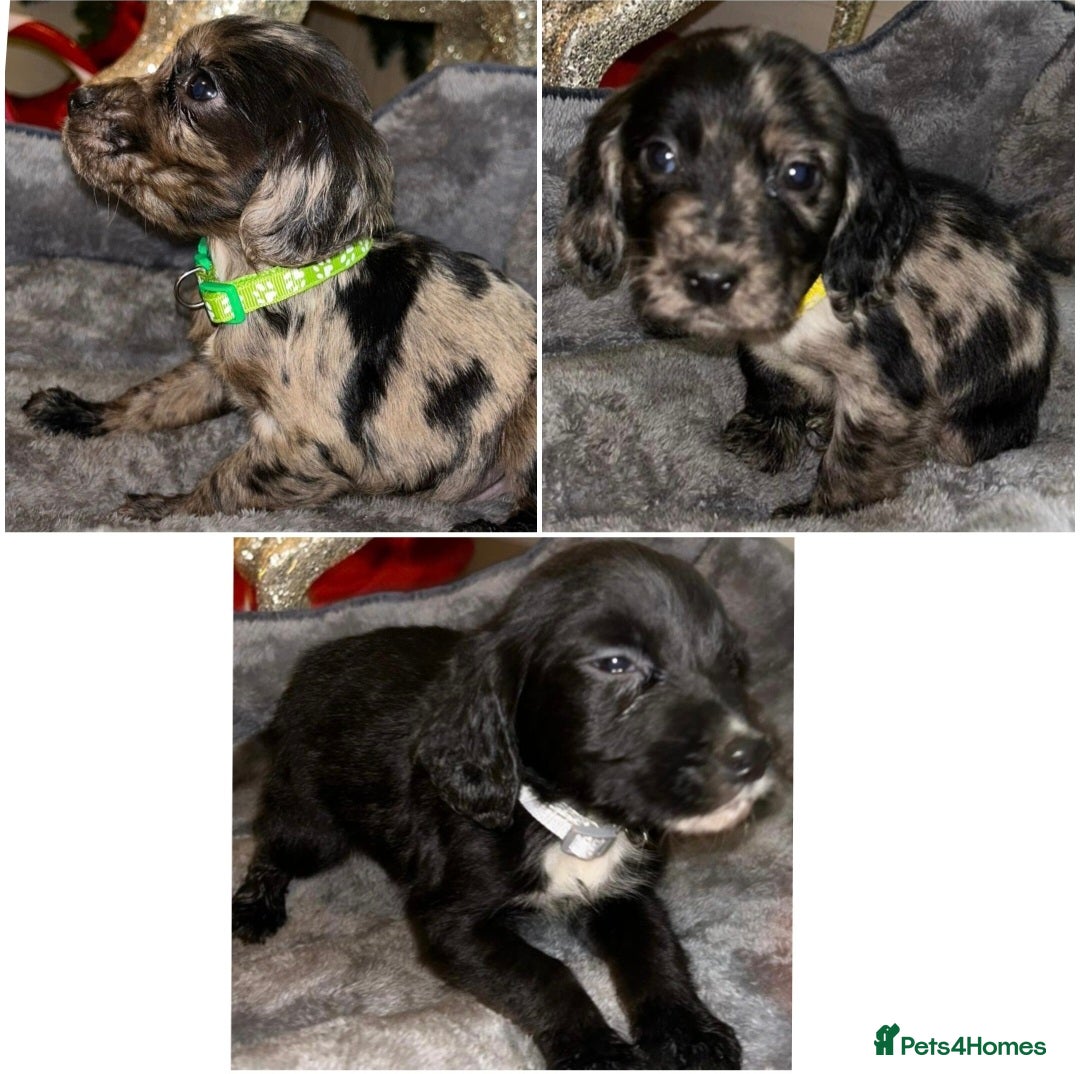 Cocker Spaniel dogs 3 beautiful boy cocker spaniel puppies  - Advert 4