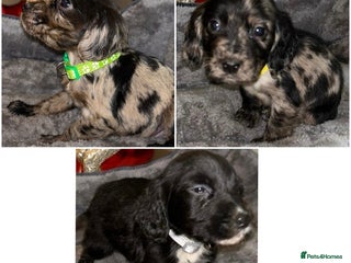Cocker Spaniel dogs 3 beautiful boy cocker spaniel puppies - Advert 4