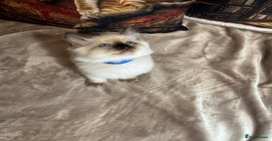 Ragdoll cats - Advert 10