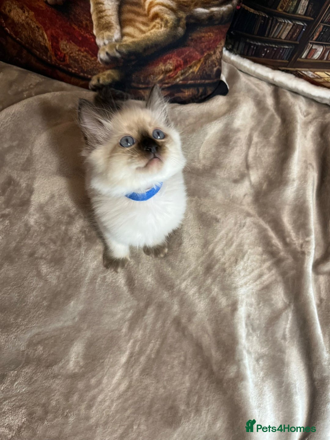 Ragdoll cats for sale: Quick sale - Image 3