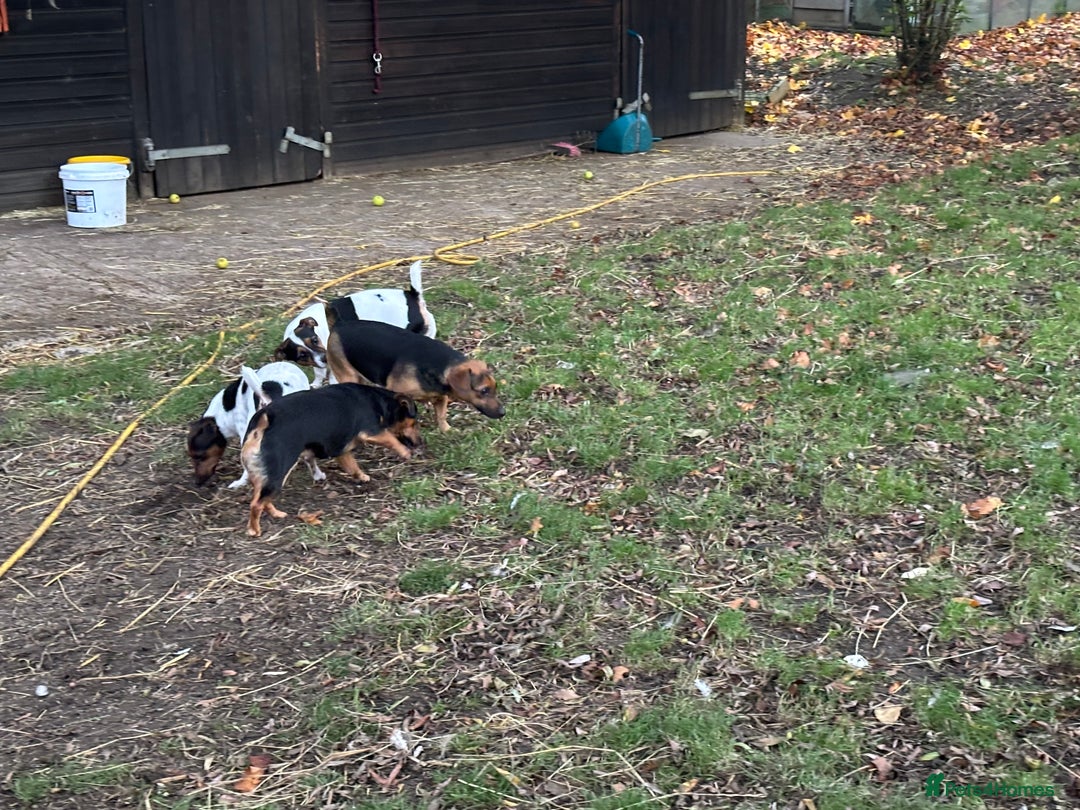 Jack Russell dogs for sale: Trad.working family short legged Jack Russell  - Advert 16