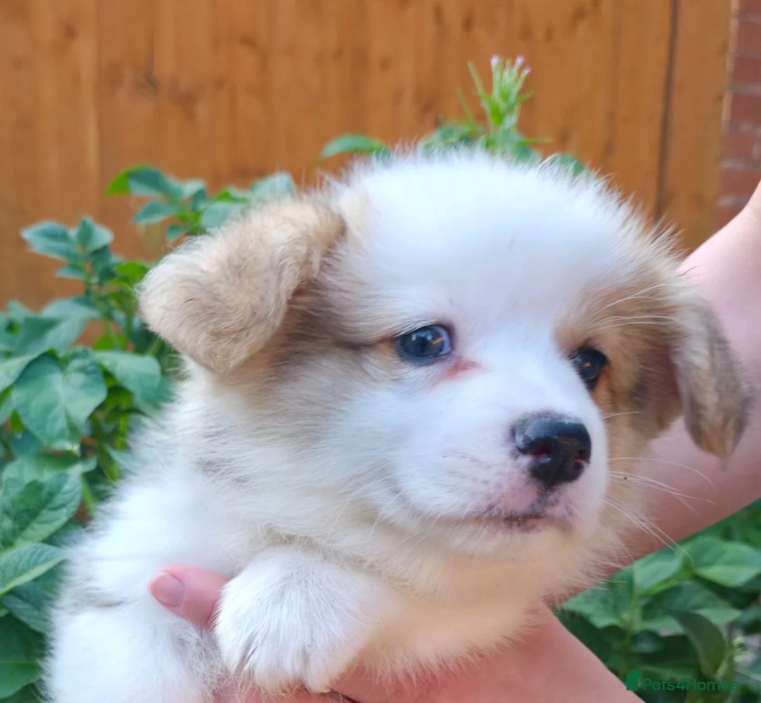 Welsh Corgi Pembroke dogs for sale: Corgi Puppies for Loving Homes – 1 Male, 1 Females - Advert 2