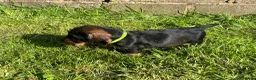 Dachshund dogs for sale: Kc registered Standard wire haired dachshund pups  - Advert 9