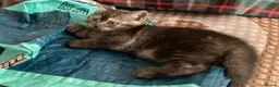 Scottish Fold cats for sale: Reduced in price Scottish fold 2 left boys £275 - Advert 2