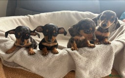 Miniature Dachshund dogs for sale: Dachshund puppies  - Image 4