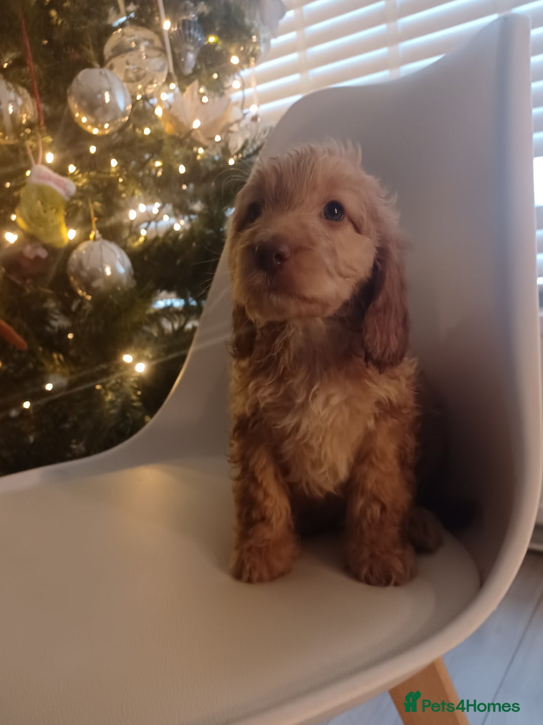 Cavapoo dogs for sale: 🐶  Cavapoo/ miniature poodle 🐶  - Advert 31