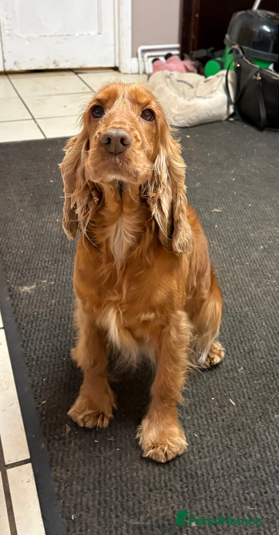 Cocker Spaniel dogs for sale: Our Lovely Toffee - Advert 1