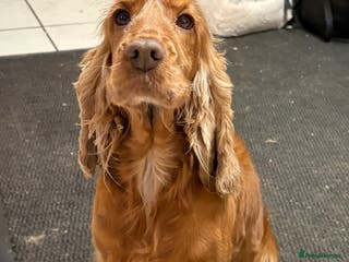 Cocker Spaniel dogs Our Lovely Toffee - Advert 1