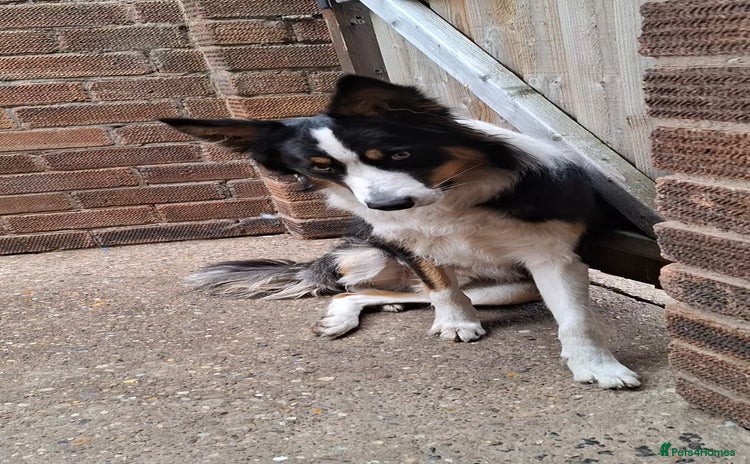 Border Collie dogs - Advert 3