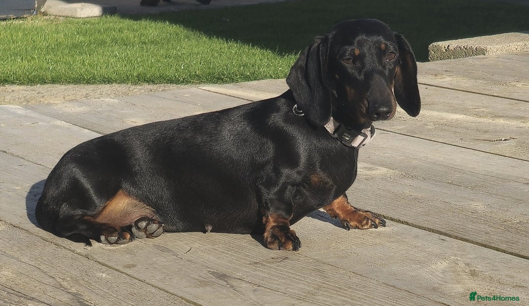 Miniature Dachshund dogs for sale: Miniature dachshund female - Image 10