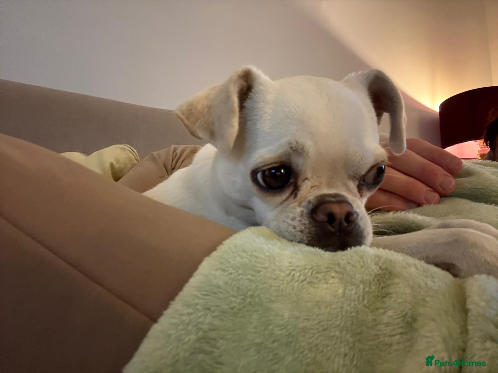 Chug dogs Male Chug  - Advert 1