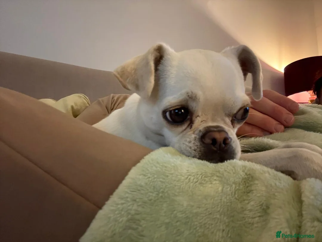 Chug dogs for sale: Male Chug  - Advert 1