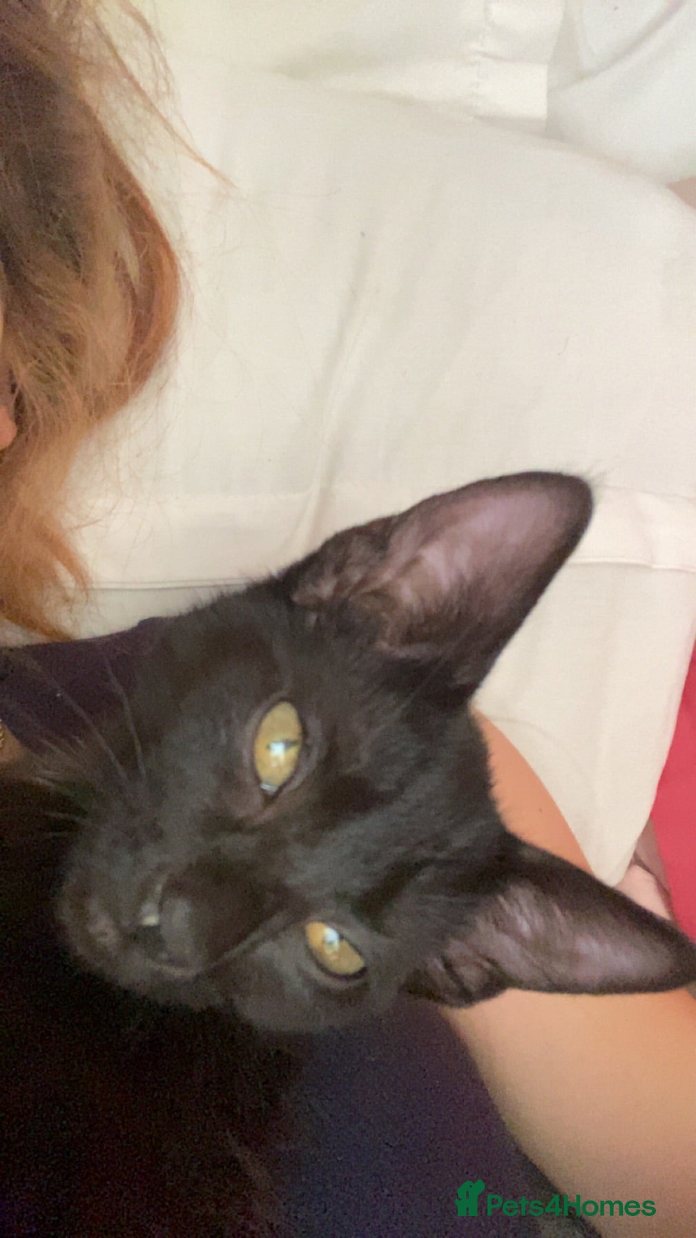 British Shorthair cats Black female kitten  - Advert 9