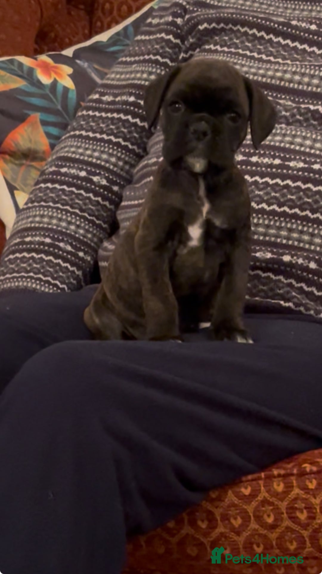 Boxer dogs for sale: adorable boxer puppies  - Advert 8