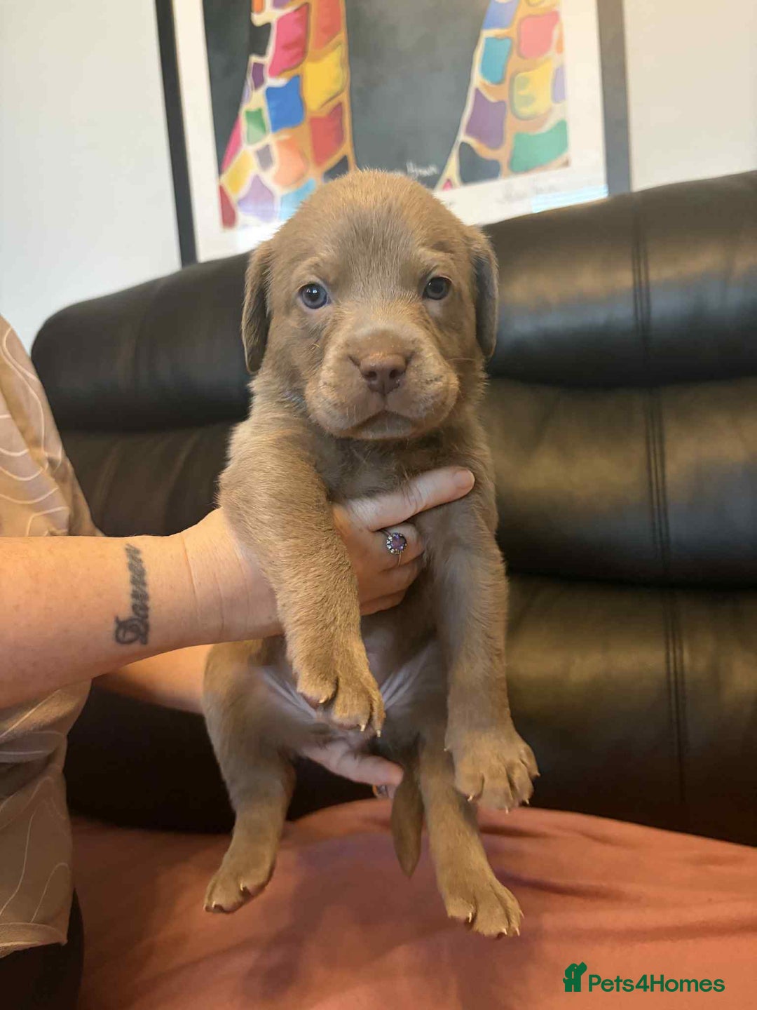 Labrador Retriever dogs for sale: Beautiful KC registered labrador puppies  - Advert 8