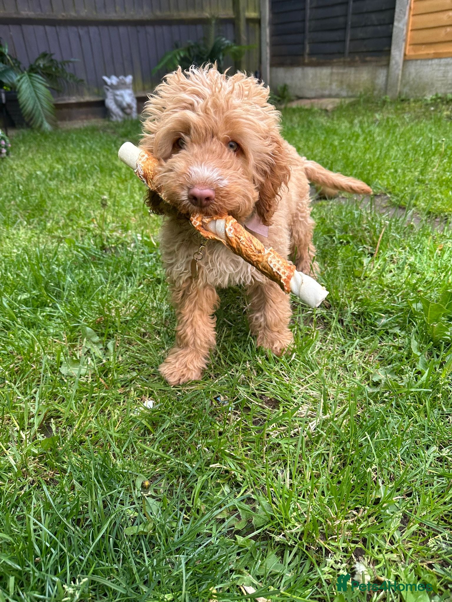 Cockapoo dogs Honey now looking for a new home  - Advert 1