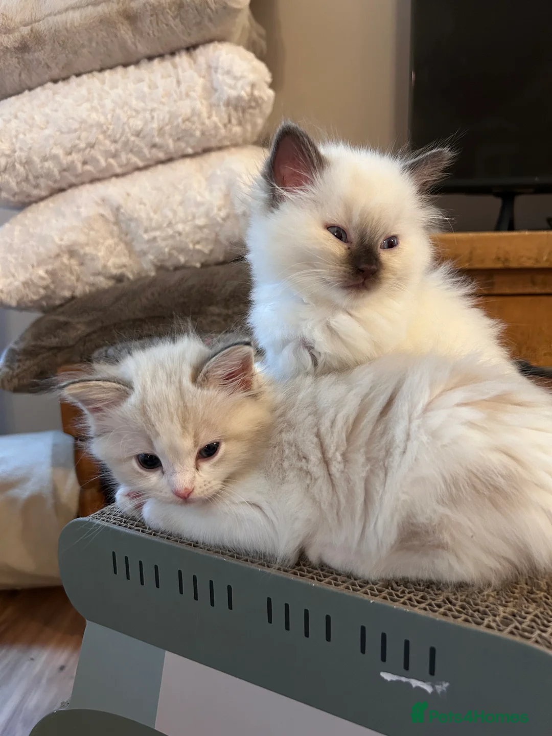 Ragdoll cats for sale: Quality Mink Sepia Cherubim Ragdolls - Advert 7
