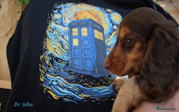 Miniature Dachshund dogs for sale: KC Health tested Licensed breeder 12 years exp - Image 18