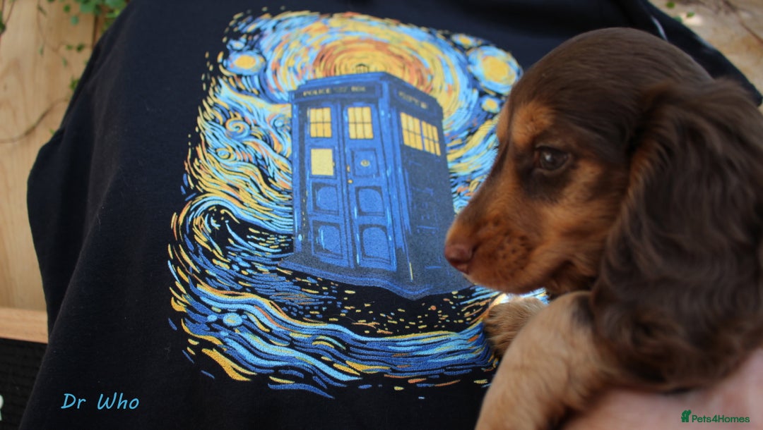 Miniature Dachshund dogs for sale: KC Health tested Licensed breeder 12 years exp - Image 18