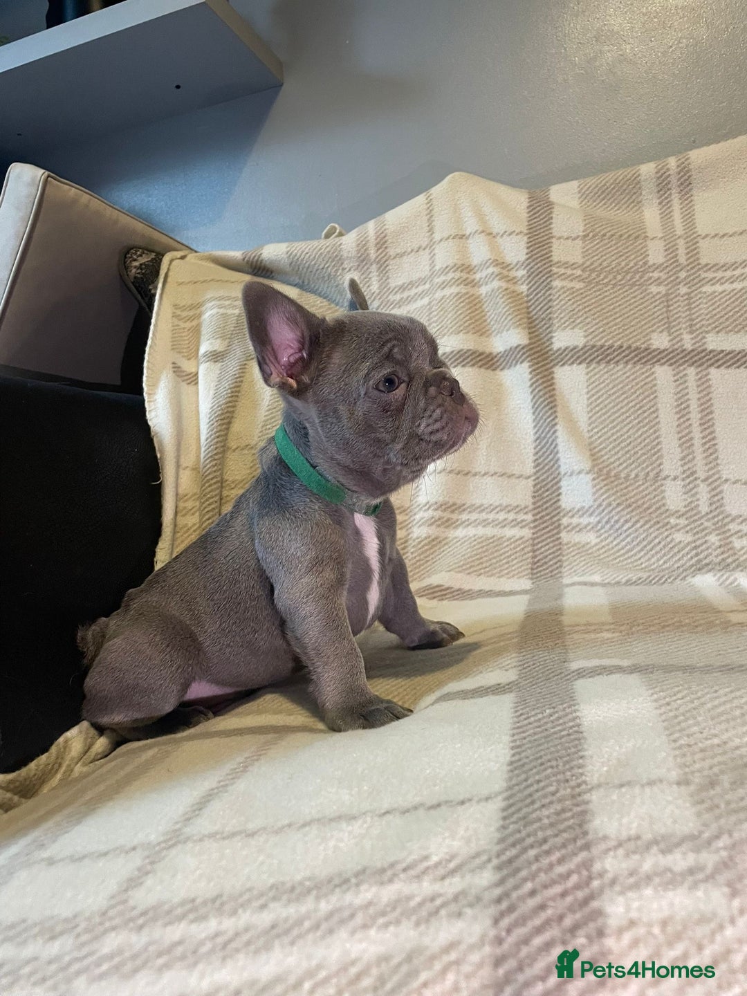 French Bulldog dogs for sale: Kc Reg Micro frenchies for sale - Image 14