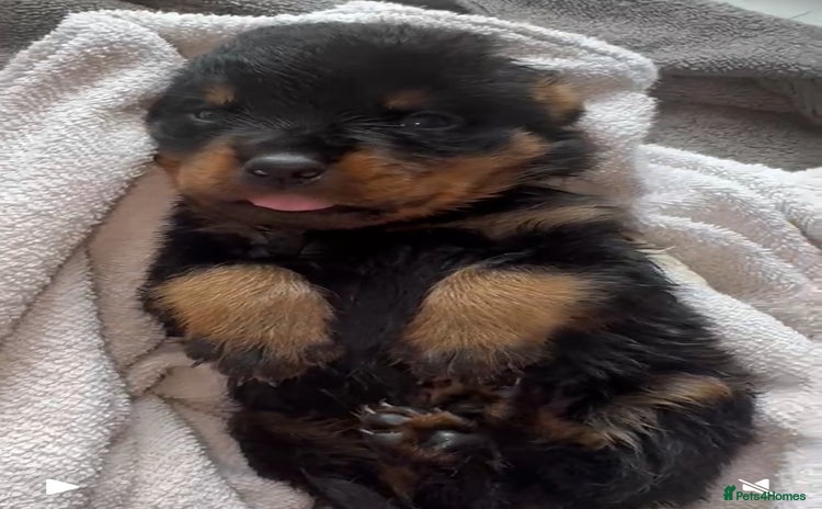 Rottweiler dogs - Advert 1