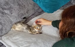 Domestic Shorthair cats for sale: Three female Domestic Shorthair - Image 14