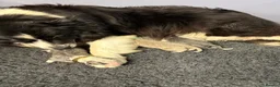 Border Collie dogs for sale: Outstanding Border Collie Puppies - Advert 10